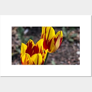 Tulips in spring Posters and Art